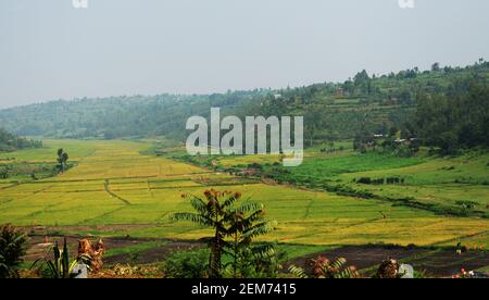 Paddy Fields im Süden Ruandas. Stockfoto