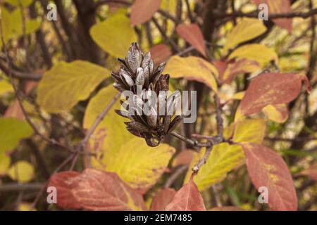 Ein brauner Fliederkernschote im Herbst zwischen goldenem Rot Blätter Stockfoto