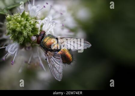 Weiße Krabbenspinne mit Fliege auf weißen Minzblüten Stockfoto