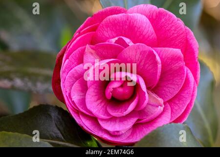 Japanische Kamelie (Camellia japonica) oder tsubaki - South Carolina Botanical Garden, Clemson, South Carolina, USA Stockfoto