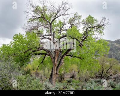 Fremont-Baumwollbaum (Populus fremontii) mit Frühjahrswachstum in Rainbow Canyon, Nevada, USA Stockfoto