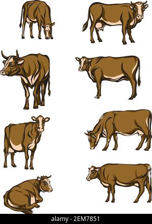 Kuh, Vektor, Farbe, Porträt, Silhouette, Tiere, Design, Rinder, Stier, Sammlung, Tier, weiß, Vieh, Symbol, Hintergrund, Logo, Satz, Symbol Stock Vektor