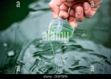 17. Februar 2021, Niedersachsen, Rockstedt: Maarten Heins, Baumeister, kontrolliert die Algenproduktion in den Tanks seines Gewächshauses. Mikroalgen gelten als Superfood. Reich an Proteinen und Vitaminen, sind sie in Asien schon lange hoch geschätzt. Als Pulver im Müsli, flüssig in Smoothies oder als Spirulina-Eis finden die Algen auch in Deutschland immer mehr Freunde. Die Algenzüchter in Rockstedt erwarten auch in diesem Jahr eine Gesamtproduktionsmenge von rund zwei Tonnen der Mikroalgen Spirulina. (Zu dpa 'der grünere, der bessere: Mikroalgen gedeihen in Rockstedt') Foto: Sina Schuldt/dp Stockfoto