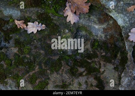 Braun gefallene Blätter von Eiche Baum auf Stein mit Moos Oberfläche. Natürliche Herbst Hintergrund. Gefallenes trockenes Blatt auf dunkelgrünem Moos auf grauem Stein liegend. Die GRA Stockfoto