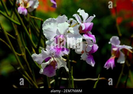 Singapurs Nationalblume lila und weiß Papilionanthe Miss Joaquim Orchidee Stockfoto