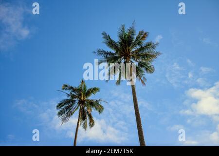 Zwei Kokospalmen haben einen blauen Himmel und trüben Hintergrund während des Tages. Die tropische Gartenatmosphäre und helle Bilder und schöne Farben. Stockfoto