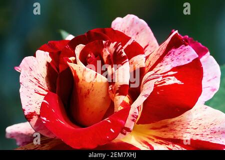 Bunte und große Neil Diamond Rose am Cheng Ching Lake 澄清湖, Kaohsiung City 高雄市, Taiwan 台灣 Stockfoto