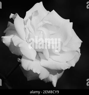 Black & White von riesigen großen Rosen am Cheng Ching Lake 澄清湖, Kaohsiung City 高雄市, Taiwan 台灣 Stockfoto
