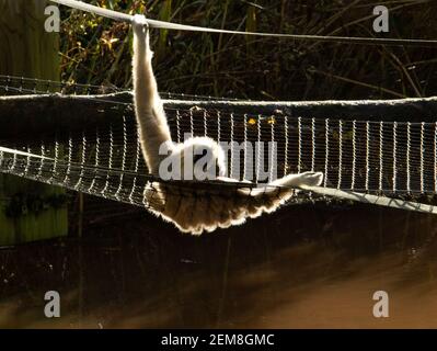 LAR Gibbon (Hylobates-lar) Ein einziger Lar Gibbon Entspannung in der Morgensonne ruhen Auf einer Seilbrücke Stockfoto