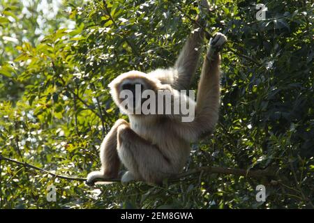 LAR Gibbon (Hylobates-lar) Ein einziger Lar Gibbon, der in einem Baum ruht Stockfoto