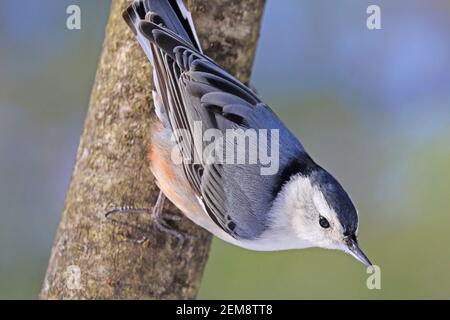 Weißbrustnuthatch sitzt auf einem Baumstamm in den Wald, Quebec, Kanada Stockfoto