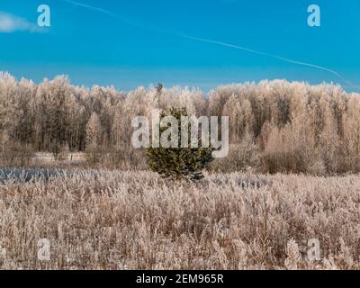 Einsame Kiefer vor dem Hintergrund eines Birkenhains im Winterschnee. Kiefer. Birch Grove. Wiese. Frostiges Wetter. Weißer Schnee. Eisiger Frost. Wintermeere Stockfoto