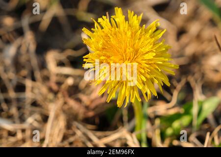 Leuchtend gelbe Chrysantheme im Winter und gelbe Löwenzahn-Blüten. Stockfoto