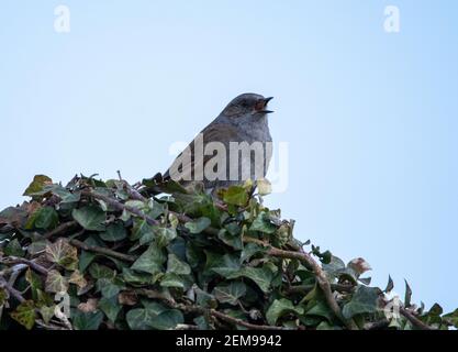 Ein einziger Dunnock, der in einer Hecke singt Stockfoto