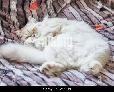 Britische langhaarige weiße Katze liegt in einer lustigen Pose auf dem Bett. Stockfoto