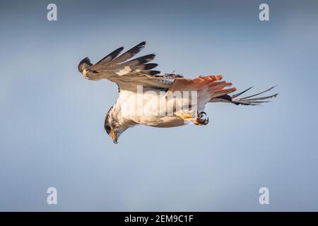 Augur Buzzard (Buteo augur) im Flug über Grasland, Ngorongoro Krater, Tansania Stockfoto