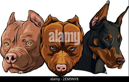 Köpfe von Hunden Pitbull dobermann Bulldog Vektor Stock Vektor