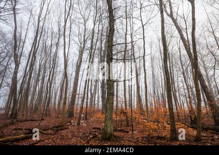 Wald an einem nebligen Wintertag in Telemarkslunden in Rygge, Østfold, Norwegen. Stockfoto