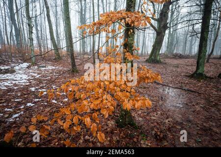 Letztes Jahr Laub auf einer Buche, Fagus sylvatica, an einem nebligen Wintertag im Wald von Telemarkslunden in Rygge, Østfold, Norwegen. Stockfoto