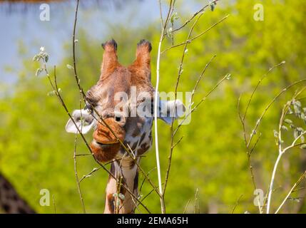 Eine Erwachsene Giraffe mit kleinen Hörnern nagt an jungen Baumzweigen. Nahaufnahme Stockfoto