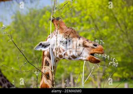 Eine Erwachsene Giraffe mit kleinen Hörnern nagt an jungen Baumzweigen. Nahaufnahme Stockfoto