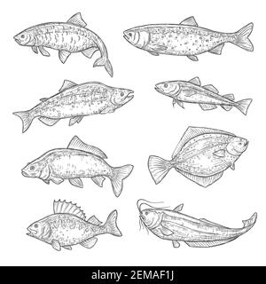 Vektorskizzen von Meer und Ozean Fisch Tier. Lachs, Thunfisch und Barsch, Karpfen, Forellen und Flunder, Schafsfische, Navaga und Hering isoliert Fischskizze, sp Stock Vektor