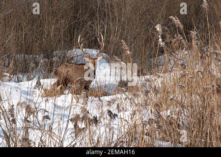 Porträt eines männlichen Hirsches, der in den Büschen steht Das Schneefeld Russland Stockfoto