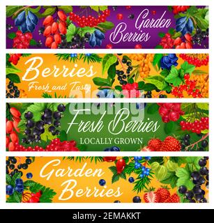 Garten und Wald reife Beeren Vektor Banner. Blaue und japanische Geißblatt, Dogwood und Hagebutte, schwarz, Bauernhof rote Johannisbeere, Sanddorn, guelder ro Stock Vektor