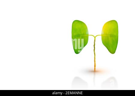 Abbildung: Lungenbaum (Umwelt und Medizin) Stockfoto