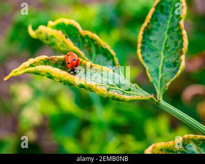 Marienkäfer (Coccinella septempunctata) - auf der Suche nach Parasiten auf dem infizierten Blatt Stockfoto