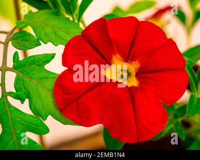 Nahaufnahme der rot-gelben Petunia Blume Stockfoto