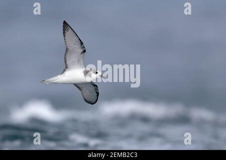 Masatierra Petrel (Pterodroma defilippiana), fliegt auf See bei den Juan Fernandez Inseln, Chile Feb 2020 Stockfoto