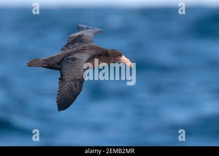 Nördlicher Riesensturmvogel (Macronectes halli), juvenil, fliegend auf See bei den Juan Fernandez Inseln, Chile Feb 2020 Stockfoto