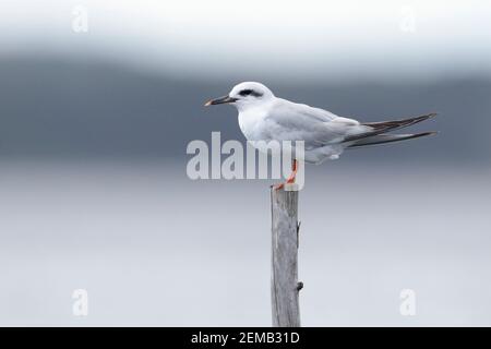 Schneebedeckte Seeschwalbe (Sterna trudeaui), Seitenansicht, auf dem Pfosten, Chiloe Island, Chile 17 Feb 2020 Stockfoto