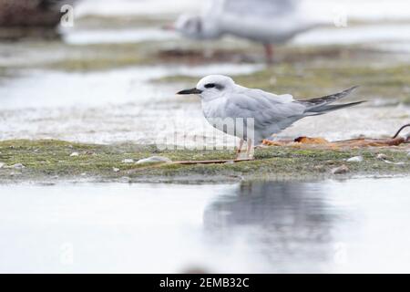 Schneebedeckte Seeschwalbe (Sterna trudeaui), Seitenansicht, nicht brütende Erwachsene, die auf dem Algenufer stehen, Chiloe Island, Lakes Region, Südchile 17 Feb 2020 Stockfoto