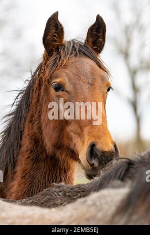 Der Kopf des braunen Pferdes blickt über die Mähne eines grauen Pferdes direkt in die Kamera. Pferde sind vom Schlamm und Gras schmutzig. Stockfoto