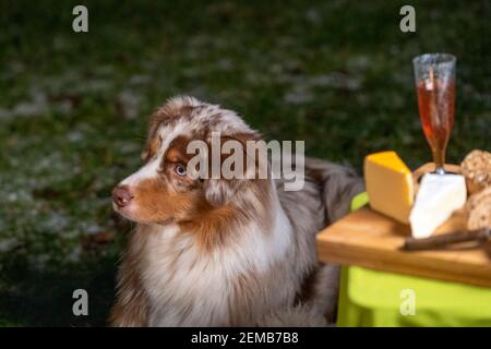 Porträt eines australischen Schäferhundes, Hund, der neben dem Campingtisch steht, mit Käse und Wein darauf. Lassen Sie sich in der Dämmerung vom goldenen Lagerfeuer erhellen. Stockfoto