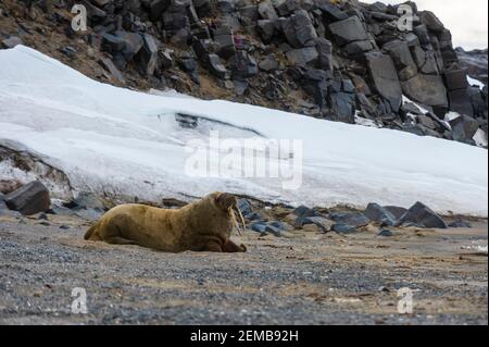 Atlantischer Walross (Odobenus rosmarus), Edgeoya-Insel, Spitzbergen-Inseln. Stockfoto