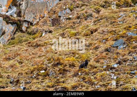 Ein blauer Arctix Fuchs, Alopex lagopus. Stockfoto