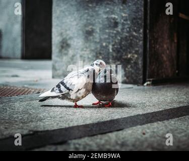Vogelliebe in den straßen von turin Stockfoto