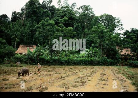 Umpflanzen Von Reis, Nordvietnam, Juni 1980 Stockfoto
