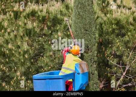 Gärtner beschneiden eine Zypresse auf einem Kran. Saisonale Pflege von Bäumen Stockfoto