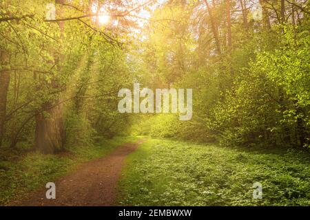 Sonnenstrahlen, die durch die Kiefern strömen und das junge grüne Laub auf den Büschen im Kiefernwald im Frühjahr beleuchten. Stockfoto