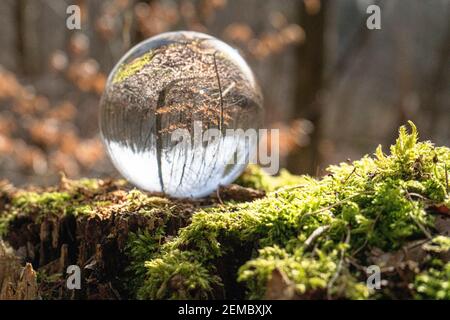 Glaskugel / Linsenball im Wald auf einem Stumpf im Sonnenlicht mit Reflexion von Bäumen in der Ball Stockfoto