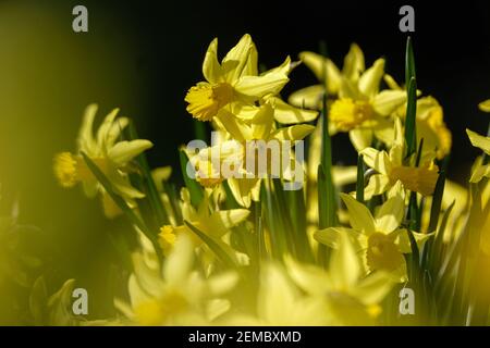 Lyon (Frankreich), 23. Februar 2021. Erste Narzissen des Frühlings im Park des goldenen Kopfes. Stockfoto