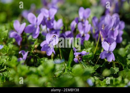 Lyon (Frankreich), 23. Februar 2021. Erste Veilchen des Frühlings im Park des goldenen Kopfes. Stockfoto