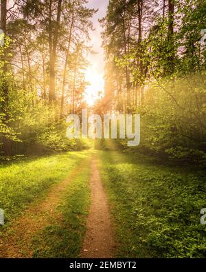 Sonnenstrahlen, die durch die Kiefern strömen und das junge grüne Laub auf den Büschen im Kiefernwald im Frühjahr beleuchten. Stockfoto