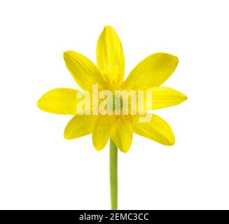 Gelbe Blume von Kingcup (Caltha Palustris) isoliert auf weißem Hintergrund. Stockfoto