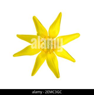 Gelbe Blume von Kingcup (Caltha Palustris) isoliert auf weißem Hintergrund. Stockfoto