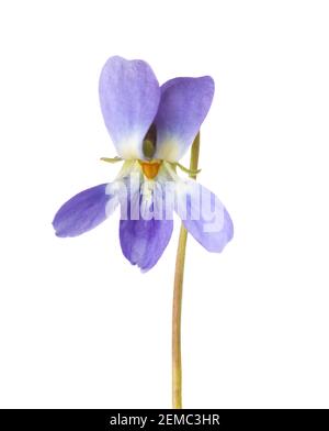 Blume aus Holz Violett (Viola Odorata) isoliert auf weißem Hintergrund. Geringe Schärfentiefe. Selektiver Fokus. Stockfoto
